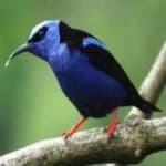 Sample 2 – Red honey creeper