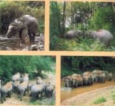 Sample 6 – Indian elephant