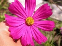 Sample 3 – Mexican aster