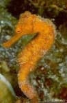 Sample 1 – Sea horse