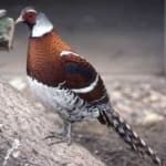 Sample 21 – Elliots pheasant