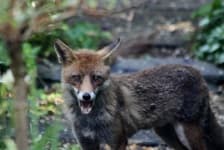 Sample 6 – Fox