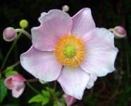 Sample 2 – Japanese anemone