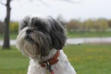 Sample 6 – Lhasa