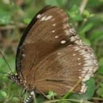 Sample 1 – Eggfly