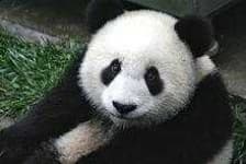 Sample 2 – Panda