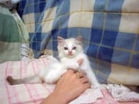 Sample 4 – Ragdoll