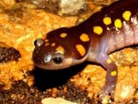 Sample of Spotted salamander