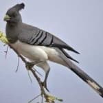 Sample 6 – Go away bird