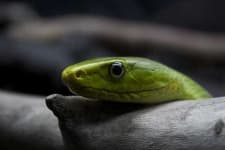 Sample 1 – Green mamba