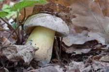 Sample 2 – Boletus