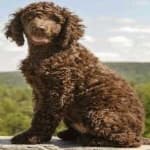 Sample 1 – American spaniel