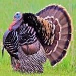 Sample 5 – Wild turkey