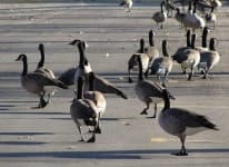 Sample 5 – Goose