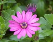 Sample 6 – Osteospermum
