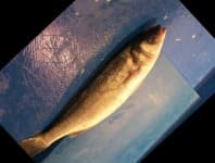 Sample 2 – Sea bass