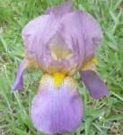 Sample 2 – Bearded iris