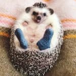 Sample 5 – Hedgehog
