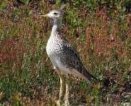 Sample 4 – Sandpiper