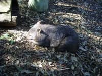 Sample 6 – Wombat