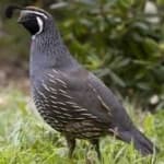 Sample 3 – California quail