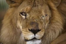 Sample 3 – Lion