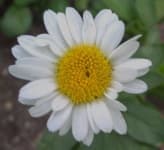 Sample 5 – Daisy