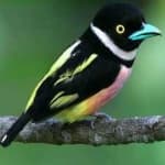 Sample 4 – Black yellow broadbill