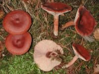 Sample 6 – Lactarius