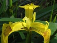 Sample 4 – Yellow iris