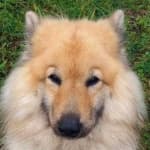 Sample 3 – Dog face