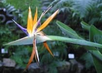 Sample 3 – Bird of paradise flower
