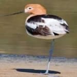 Sample 2 – American avocet