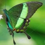 Sample 12 – Banded butterfly