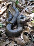 Sample 5 – Boa constrictor