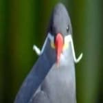 Sample 2 – Inca tern