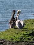 Sample 6 – Pelican