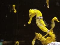 Sample 5 – Seahorse