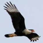 Sample 6 – Crested caracara