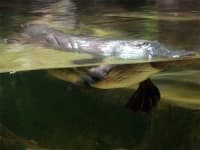 Sample 6 – Platypus