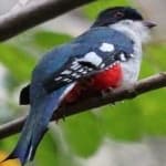 Sample 6 – Cuban trogon