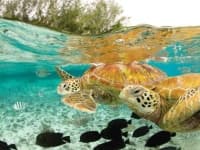 Sample 6 – Sea turtle