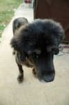 Sample 3 – Tibetan mastiff