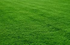 Sample 1 – Grass