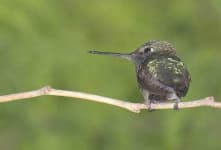 Sample 3 – Hummingbird