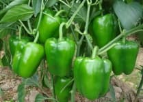 Sample 1 – Pepper