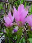 Sample 6 – Siam tulip