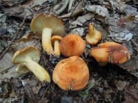 Sample 2 – Lactarius