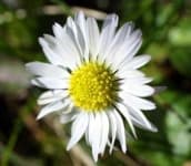 Sample 5 – Oxeye daisy