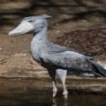 Shoebill image dataset preview